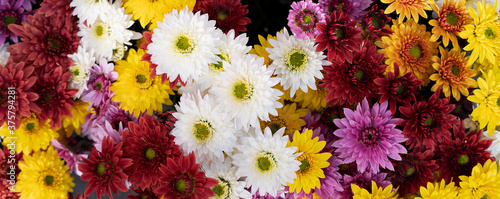 Lahr, »Chrysanthema«: Blumenfestival von Mitte Oktober bis Anfang November: Slogan: »Die Stadt, die im Herbst blüht.« Eine Auswahl an Arrangements und Dekorationen zwischen den Jahren 2010 bis 2019..