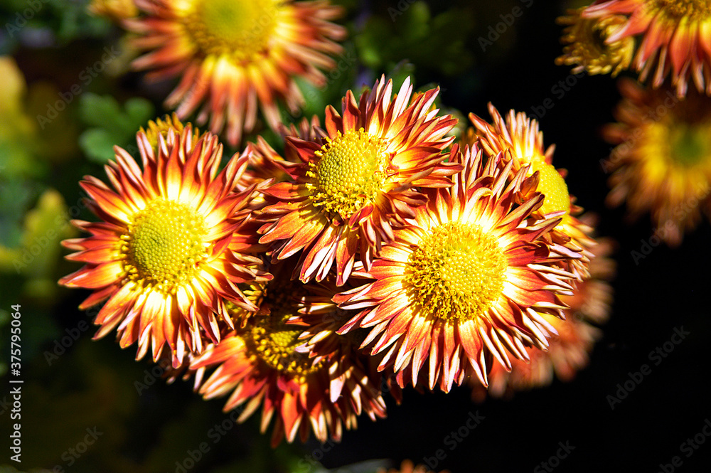 Lahr, »Chrysanthema«: Blumenfestival von Mitte Oktober bis Anfang November: Slogan: »Die Stadt, die im Herbst blüht.« Eine Auswahl an Arrangements und Dekorationen zwischen den Jahren 2010 bis 2019.. Lahr, »Chrysanthema«: Blumenfestival von Mitte Oktober bis Anfang November: Slogan: »Die Stadt, die im Herbst blüht.« Eine Auswahl an Arrangements und Dekorationen zwischen den Jahren 2010 bis 2019..