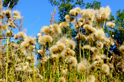 Fluffy autumn grass in the meadow