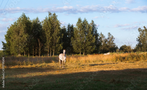 A white horse grazes on a farm pasture in the early morning at sunrise. A well-groomed thoroughbred animal rests and eats in its natural habitat. Wonderful summer and autumn natural landscape © Hanna