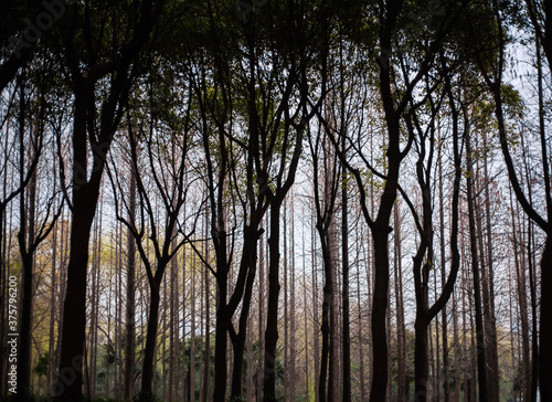 trees in a forest photo