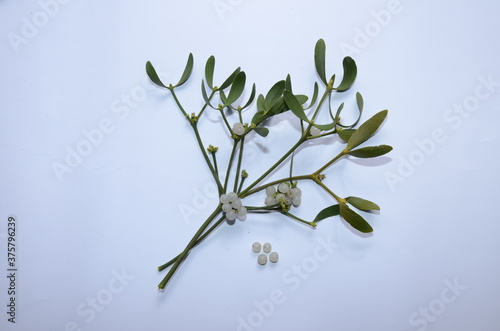 Viscum album, Mistletoe. Wild plant shot in the spring. photo