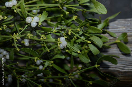 Viscum album, Mistletoe. Wild plant shot in the spring. photo