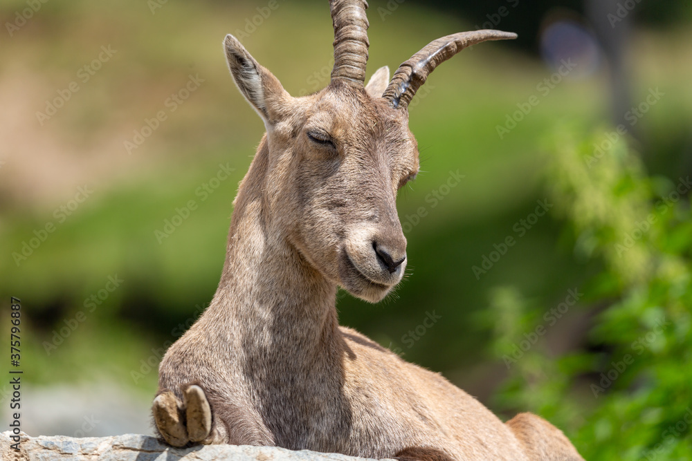 ibex relaxing with closed eyes