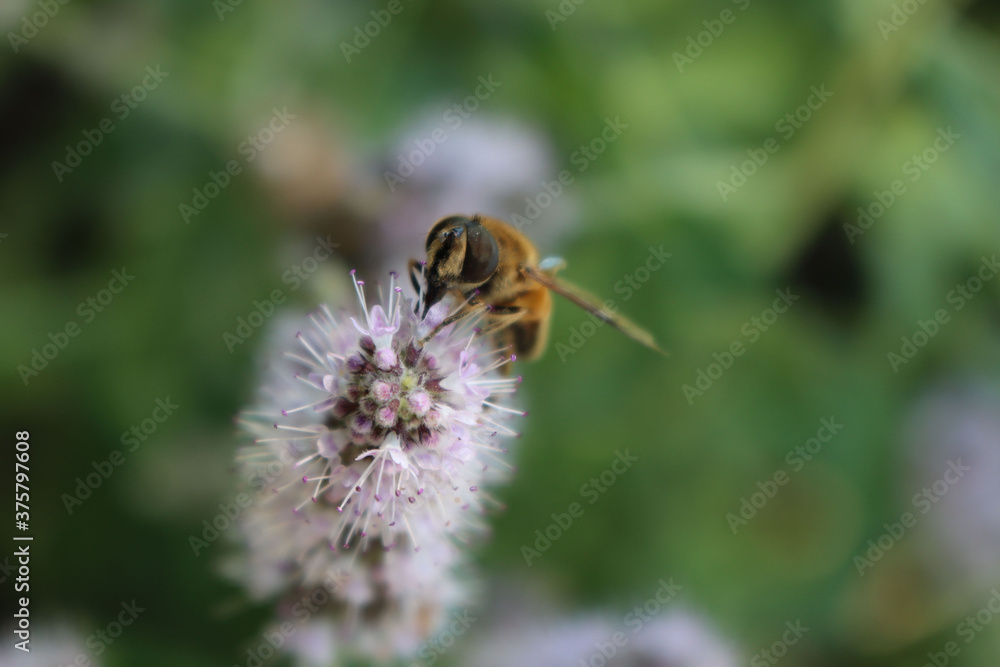 Close-up of a honey bee collecting nectar on a pink wildflower. Apis mellifera on summer
Close-up of a honey bee collecting nectar on a pink wildflower. Apis mellifera on summer