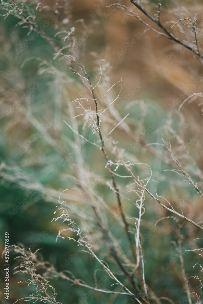 Macro shoot of dry plants inside the forest. Macro shoot of dry plants inside the forest.