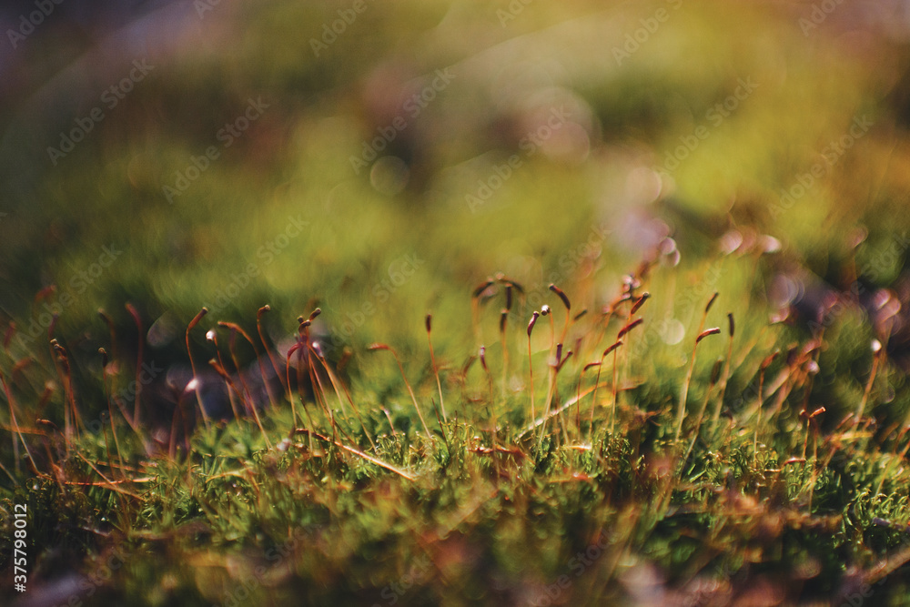 Moss Close Up Moss Close Up