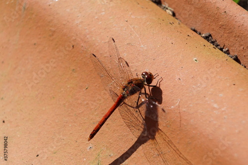 mosquito sucking blood