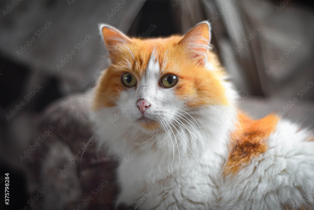 La curiosidad podría matar al gato. La curiosidad podría matar al gato.