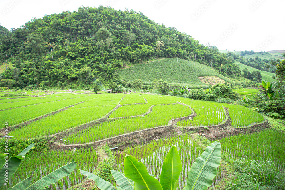 Rice Terraces Nearby A Mountain