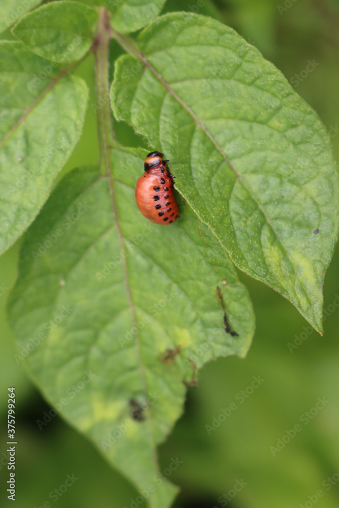Close-up of red larva of the Colorado potato beetle eating potato leaves. Leptinotarsa decemlineata Close-up of red larva of the Colorado potato beetle eating potato leaves. Leptinotarsa decemlineata