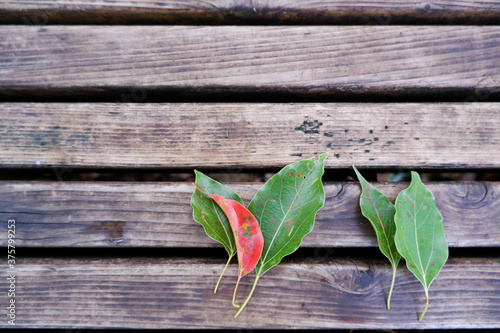 Autumn leaves on wooden table for design and wallpaper ,秋の始まり、紅葉とウッドテーブル背景 photo