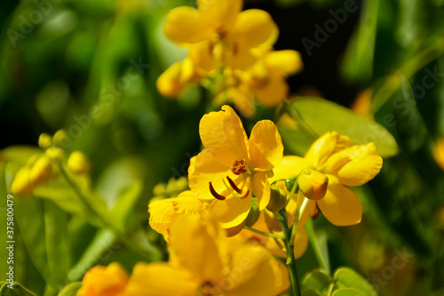 goldgelbe Blüten und Knospen von Cassia Senna, Pflanze im Botanischen Garten in Gütersloh, Gelbe Cassia-Blume