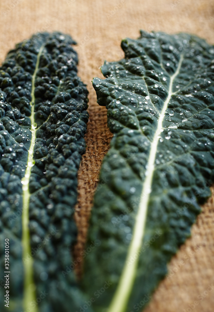 Dinosaur Kale Dinosaur Kale