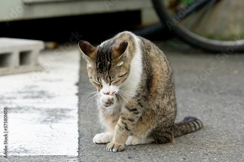 cat no.14(猫14)
