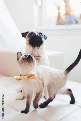 Fashionable cat and dog photo