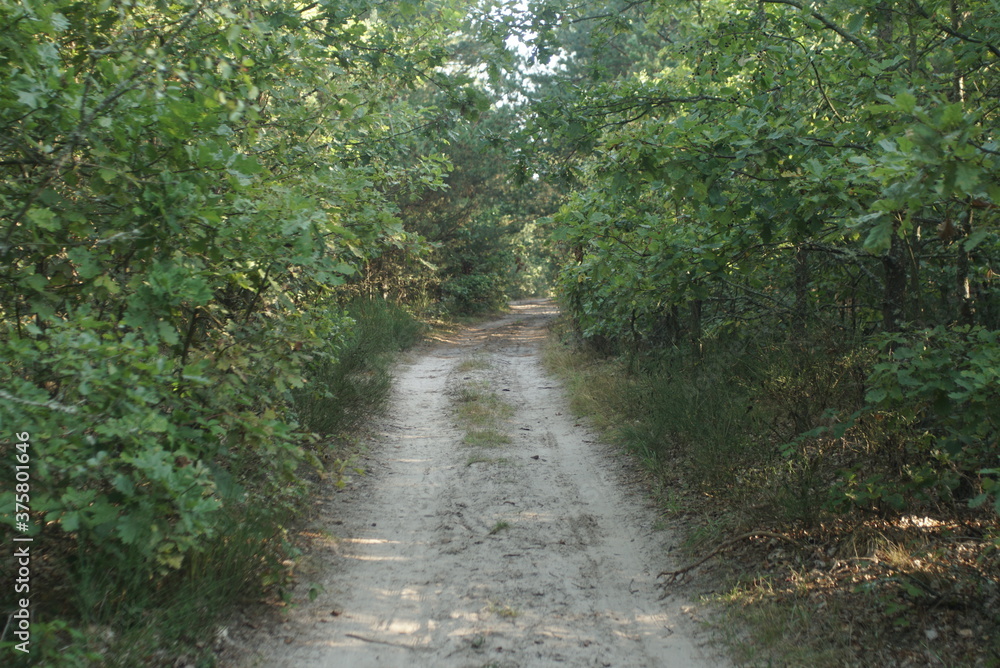 road in a young forest
