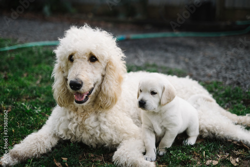 Mom dog and puppy side by side photo