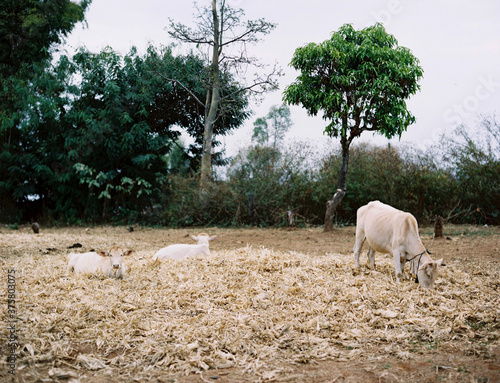 Three cows graze at sunrise photo