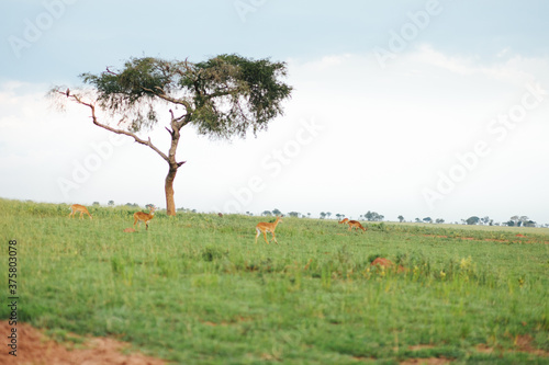 Gazelle on African Safari photo