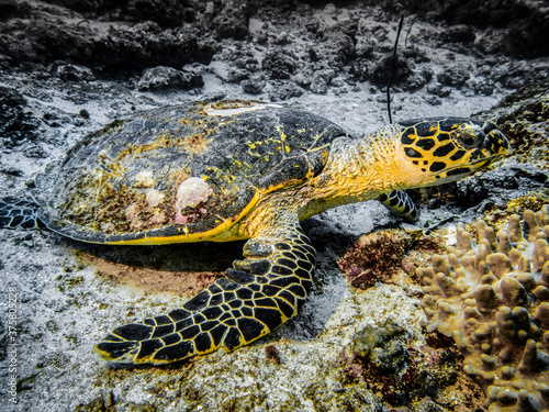 Sea turtle on the background of corals at the bottom in the Indian ocean