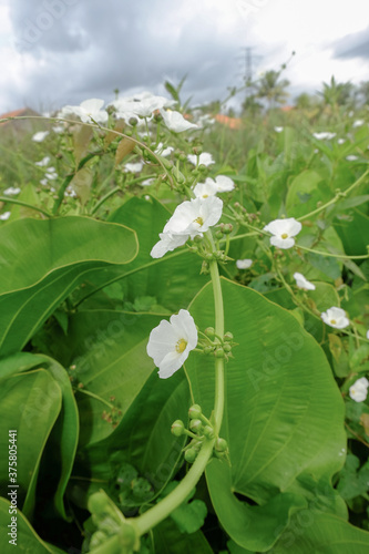 sword plant melati air