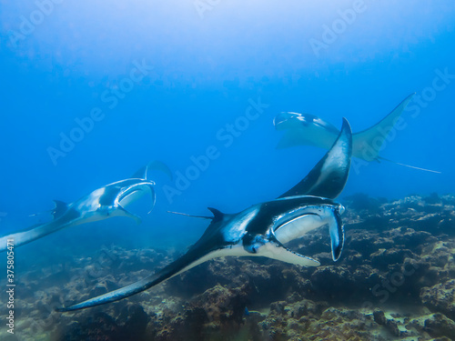Manta rays in blue water on the background of the bottom in the Indian ocean