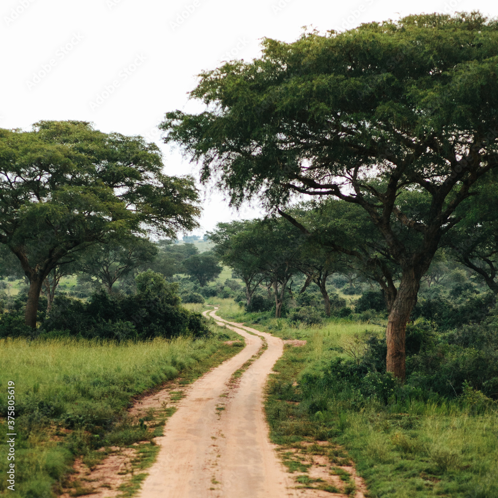 Beautiful Long Path on African Safari Beautiful Long Path on African Safari