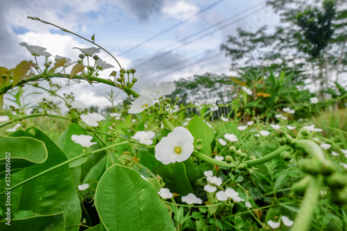 sword plant melati air