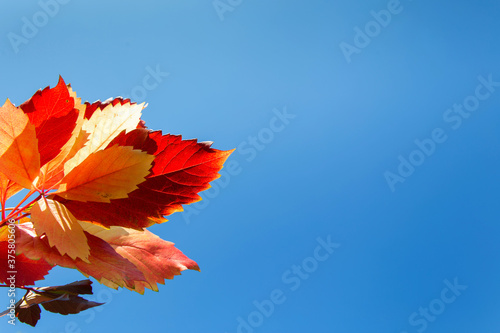Autumn red leaves of a plant against a blue sky. Banner with a natural Plant background. Space for text. Long banner.