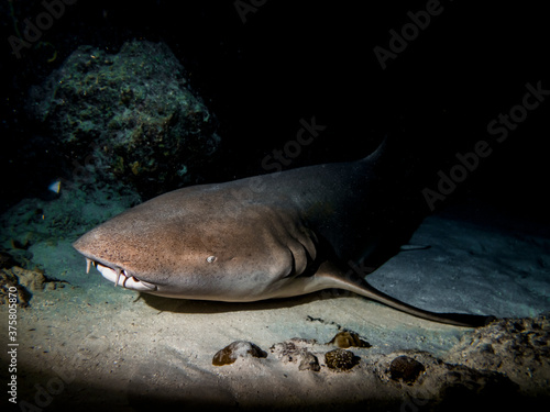 Nurse Shark rests at night on the sand at the bottom of the Indian ocean