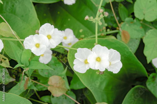 sword plant melati air