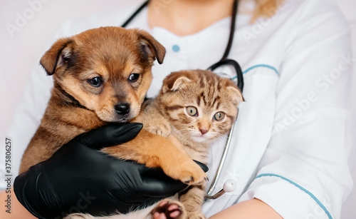 Veterinarian in black gloves with a dog and a cat in his hands