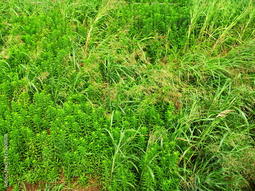 セイバンモロコシとセイダカアワダチソウ茂る土手風景