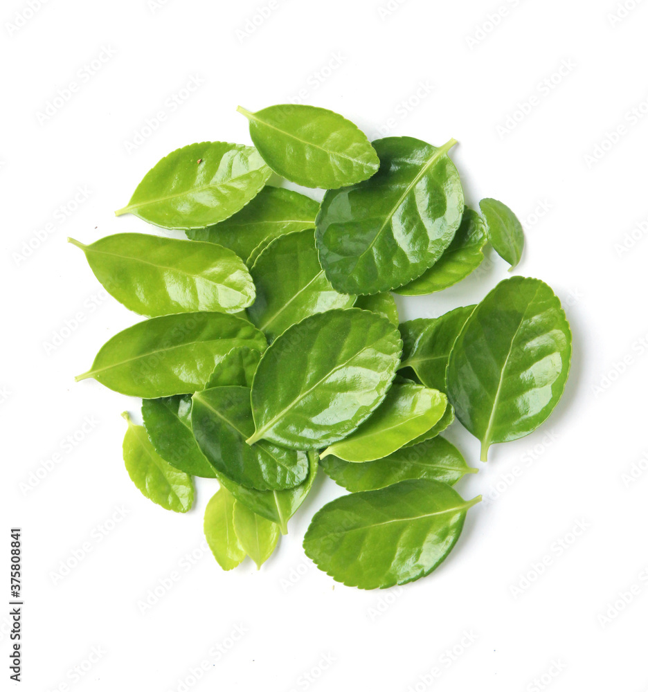 Fototapeta premium fresh green leaves isolated on white background . circle fresh green leaf.