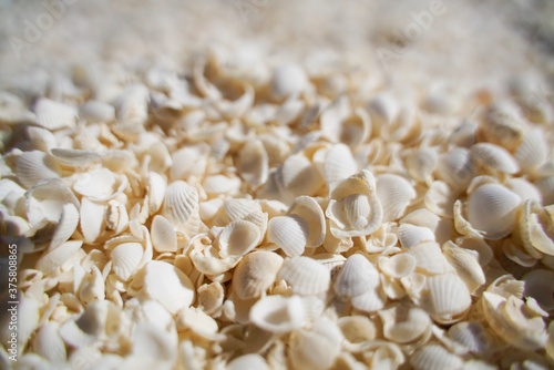 beach of shells