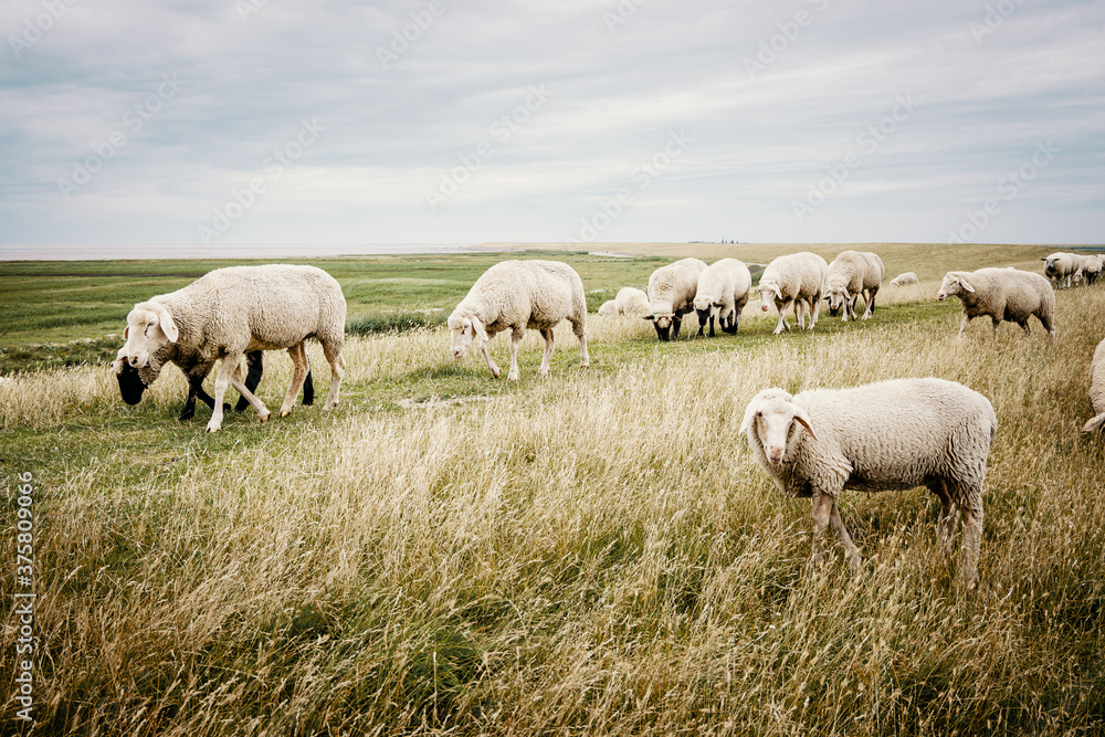 Eine Herde Schafeläuft über den Grad eines Deichs in der Nähe von Pilsum, Ostfriesland Eine Herde Schafeläuft über den Grad eines Deichs in der Nähe von Pilsum, Ostfriesland