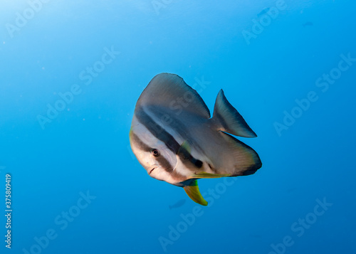Big Spadefish in the blue water of the Indian ocean © Sergey