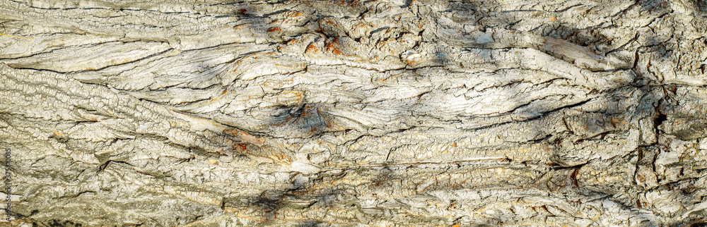 The bark of an old tree. Brown wood texture. Long banner. The bark of an old tree. Brown wood texture. Long banner.