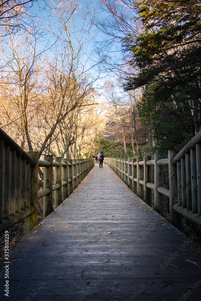 Wooden bridge into the forest in fall season at kamikochi national park in Japan Wooden bridge into the forest in fall season at kamikochi national park in Japan