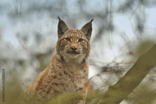 Portrait of a young lynx in the nature habitat. Wildlife scene from Europe. Wild cat in the nature forest habitat.