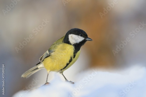 Great tit sitting in the snow. Wildlife scene from nature. Song bird in the winter. Parus major.