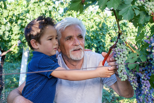 Grandfather teaching harvesting to grandson