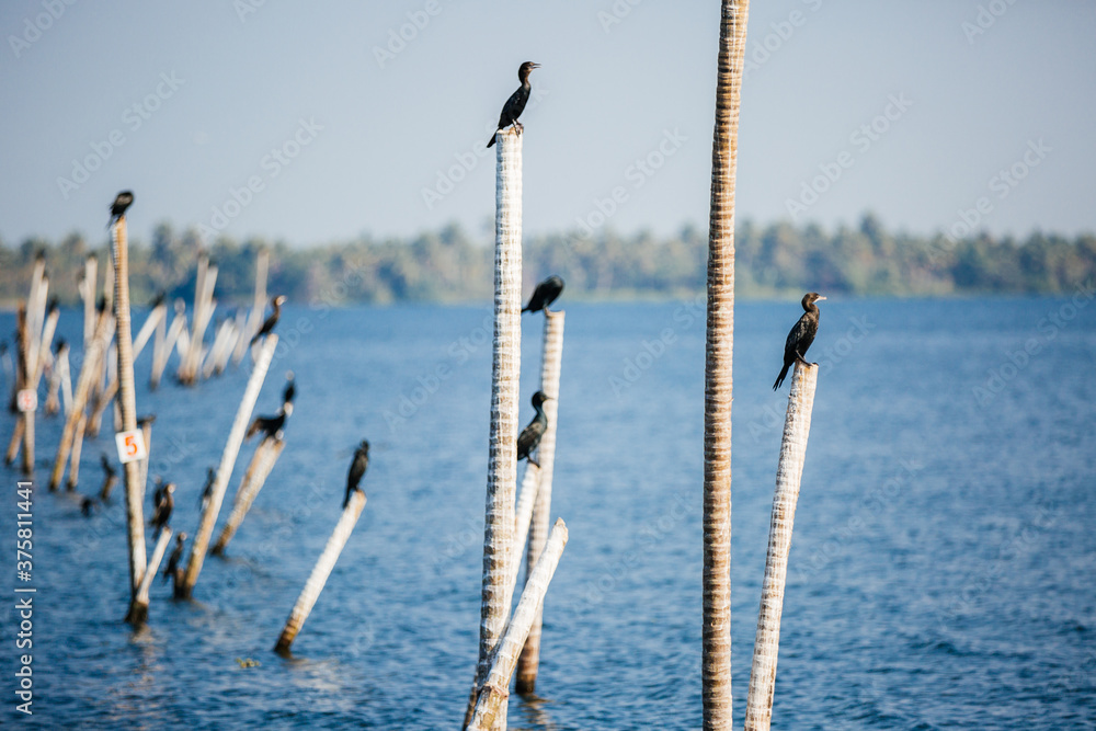 Cormorants on sticks in the backwaters of Kerala, India. Cormorants on sticks in the backwaters of Kerala, India.