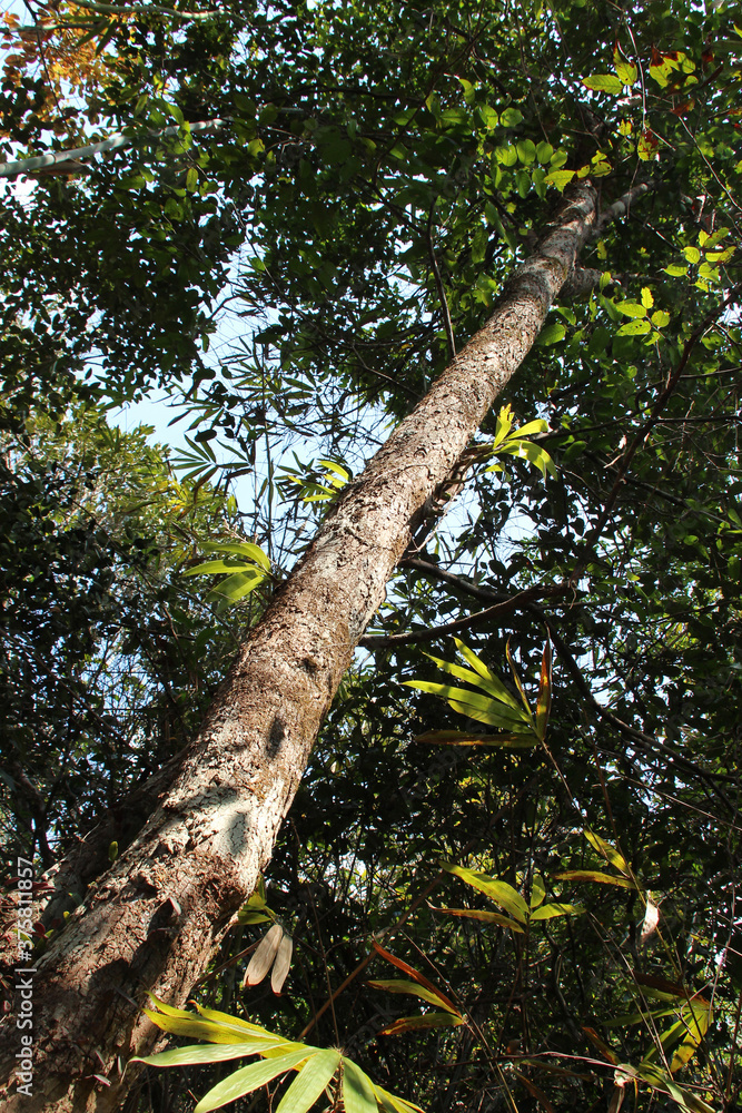 Fototapeta premium in the Phou Khao Khouay park in laos