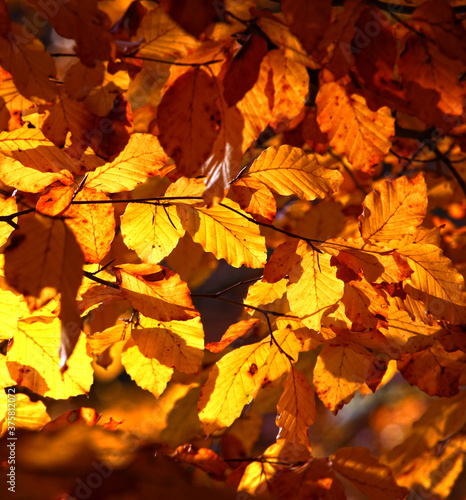 Herrliche Herbst Stimmung im Hochwald mit Sonnenlicht das durch die Buchen B  ume f  llt und die Bl  tter golden erstrahlen l  sst.