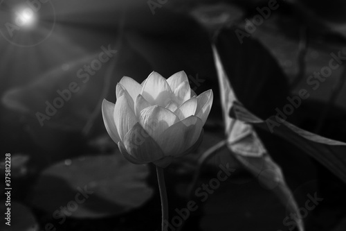 The blooming of pink lotus in Astrakhan region, river, summer. Russia wild nature. Black and white photography.