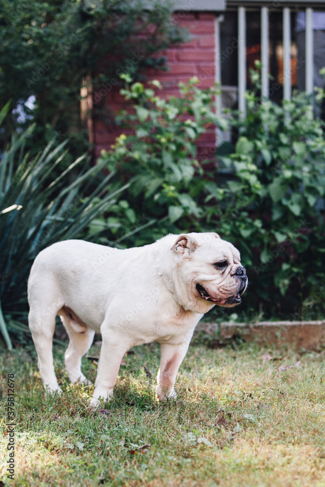 A white english bulldog standing in a yard A white english bulldog standing in a yard