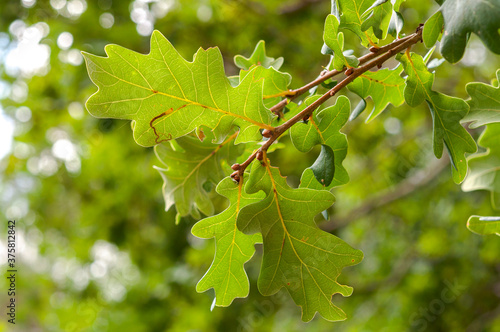 Leaves of Common Oak, Quercus robur. Photo taken in Mimizan, The Landes Department, France