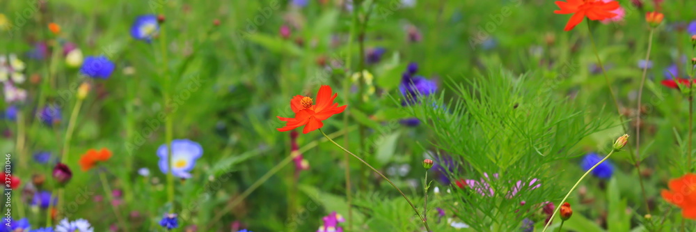 Farbenfrohe Blumenwiese mit verschiedenen Wildblumen Farbenfrohe Blumenwiese mit verschiedenen Wildblumen